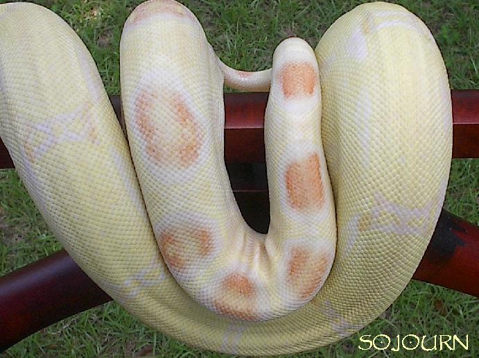 Sooki's posterior