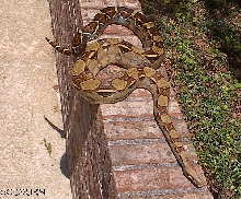 2001 Male het for Khal strain Coral Albino Male