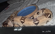 Ivory Anerythristic