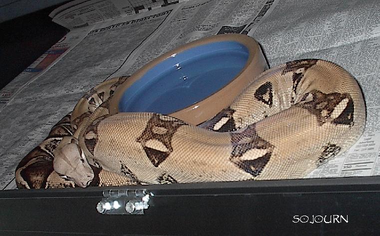 Ivory Anerythristic