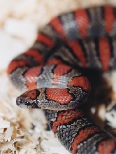 mexicana kingsnake 2