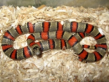 mexicana kingsnake