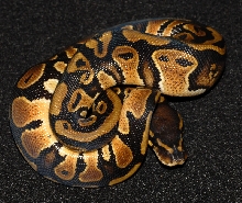 het albino male ball python #10-01