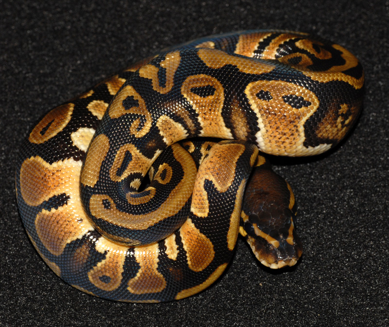 het albino male ball python #10-01