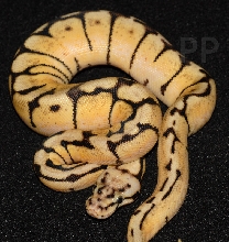 bumblebee female ball python 10-04