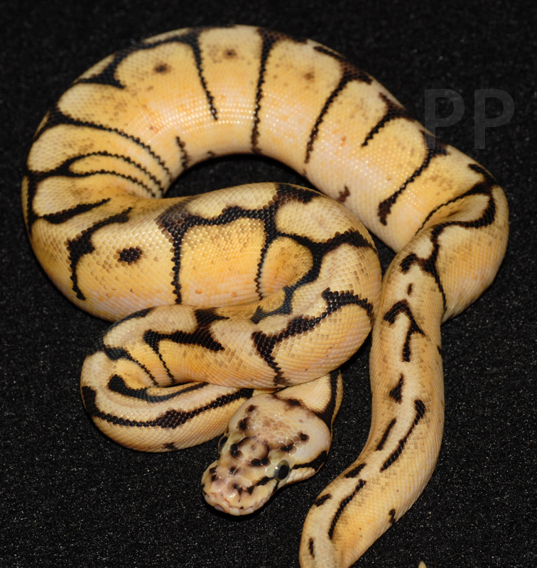 bumblebee female ball python 10-04