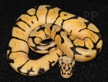 bumblebee ball python, male  10-05