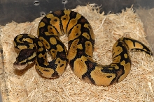 pastel female #10-08