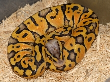 superpastel ball python female 10-09