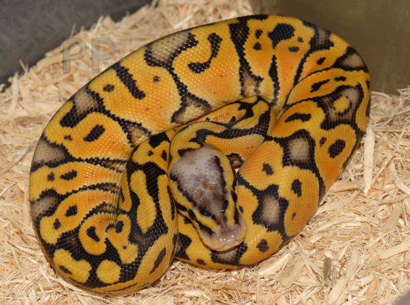 superpastel ball python female 10-09