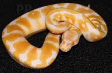 albino female ball python 10-11