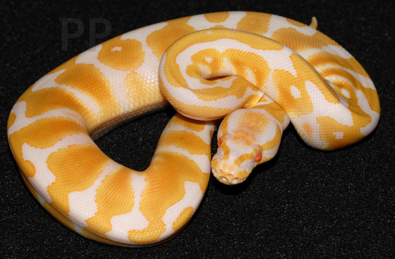 albino female ball python 10-11