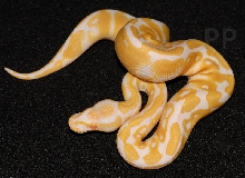 albino female ball python 10-12