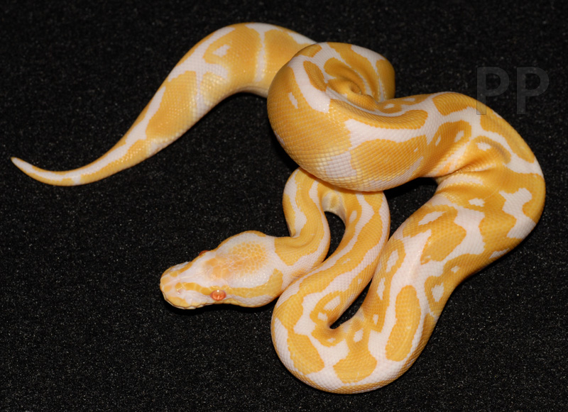 albino female ball python 10-12