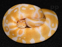 albino female ball python 10-13
