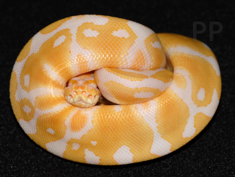 albino female ball python 10-13