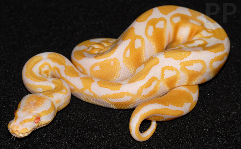 albino female ball python 10-14