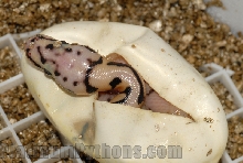 Bumblebee ball python