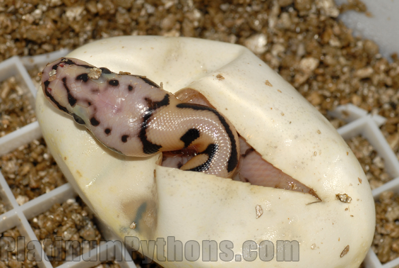 Bumblebee ball python