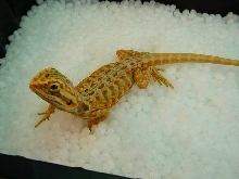 Hypo Silk