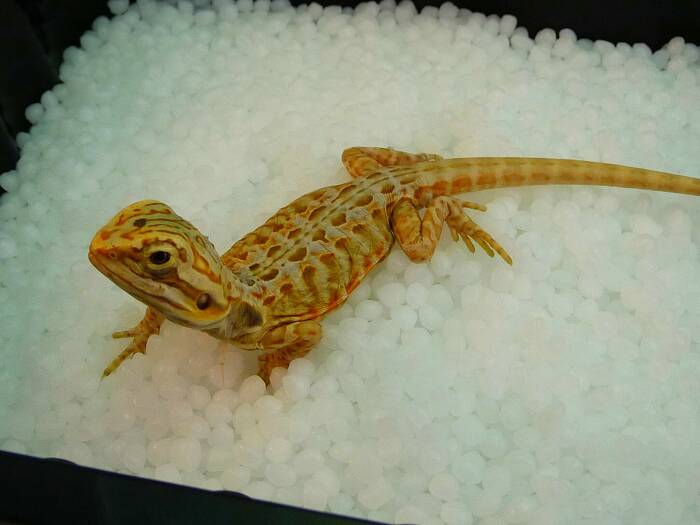 Hypo Silk