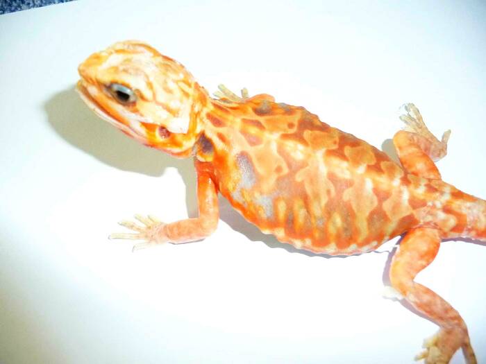 HT - Silk