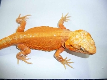 Hypo Silkback pos Het Trans