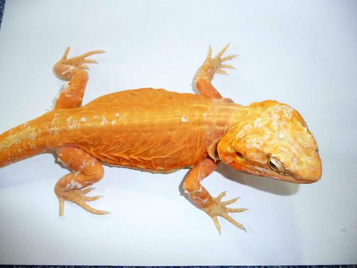 Hypo Silkback pos Het Trans