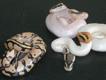 2011 Pastel Pieds