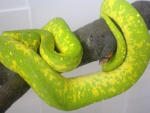 High Yellow Biak