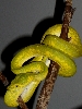 High yellow Biak.
