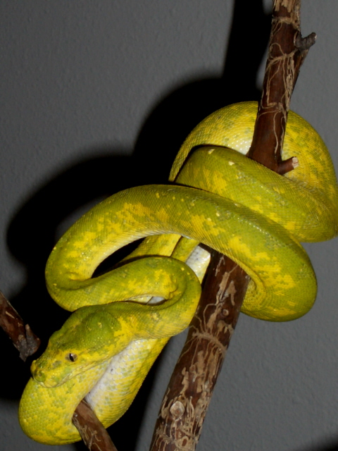 High yellow Biak.