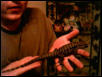 My Tegu "Tatoo (the Tegu)"