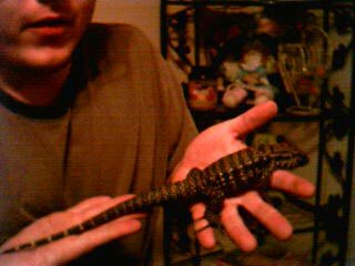 My Tegu "Tatoo (the Tegu)"