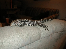 Tatoo lounging