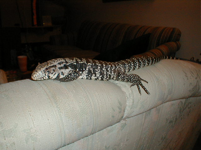 Tatoo lounging