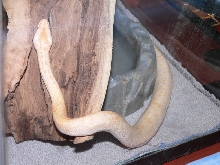 New Baby Albino Granite, Basking after first meal. Awwwww