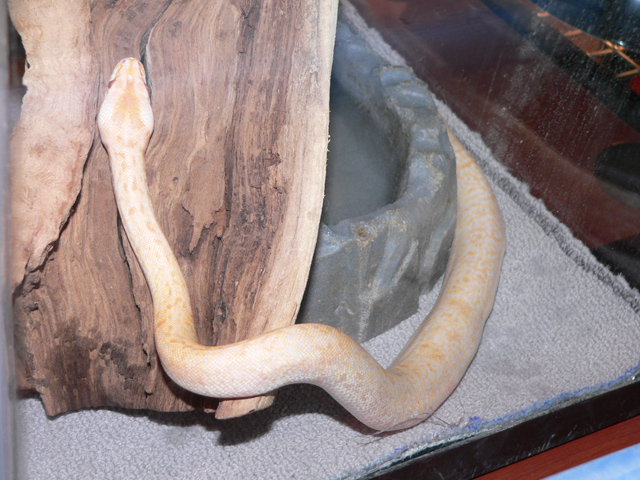 New Baby Albino Granite, Basking after first meal. Awwwww