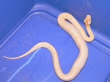 New baby Albino Granite: Perl