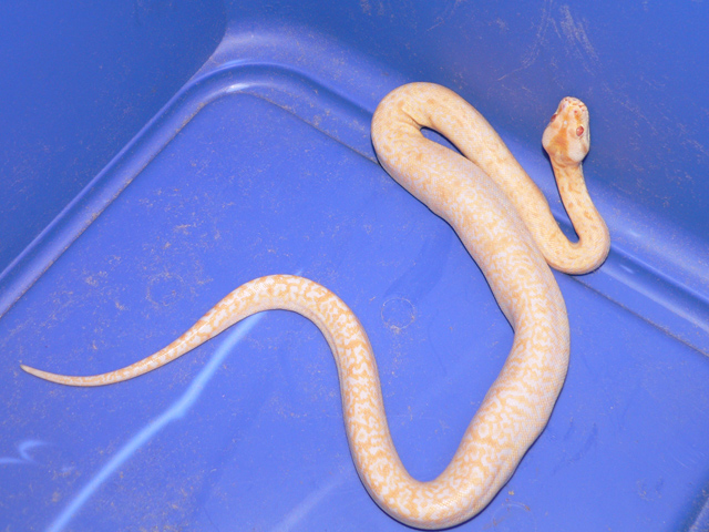 New baby Albino Granite: Perl