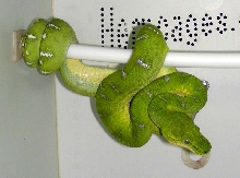 Emerald Tree Boa