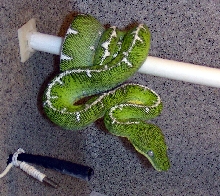 Amazon Basin Emerald Tree Boa