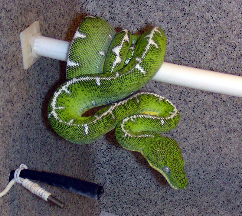 Amazon Basin Emerald Tree Boa