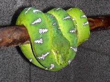 Emerald Tree Boa