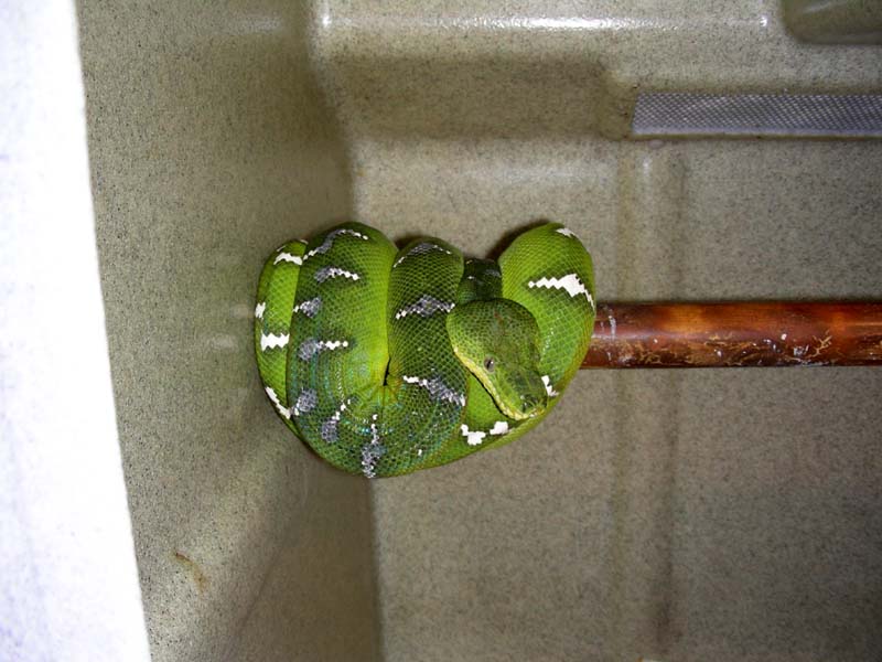 Emerald Tree Boa