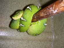 Emerald Tree Boa