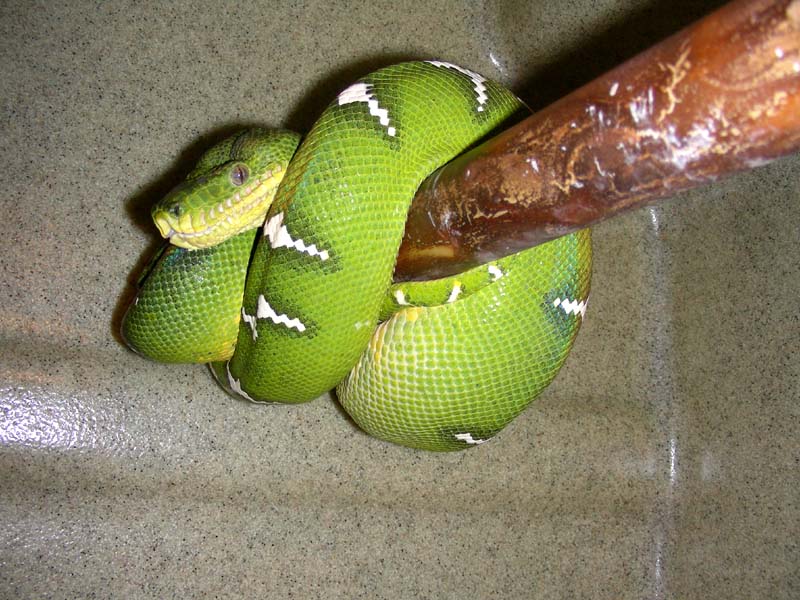 Emerald Tree Boa