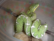 Amazon Basin Emerald Tree Boa