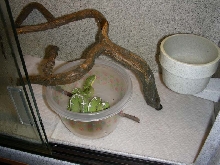 Amazon Basin Emerald Tree Boa