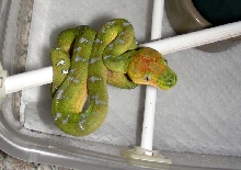 Emerald Tree Boa